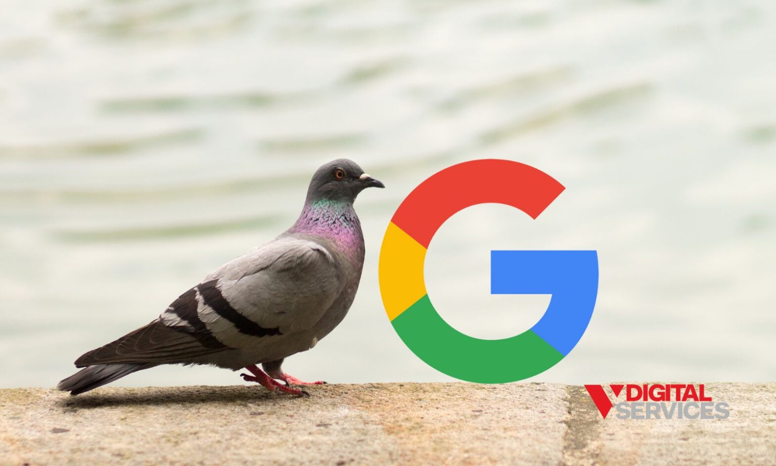 Featured image for post: Google’s Pigeon Update – A Look Back on it Impact